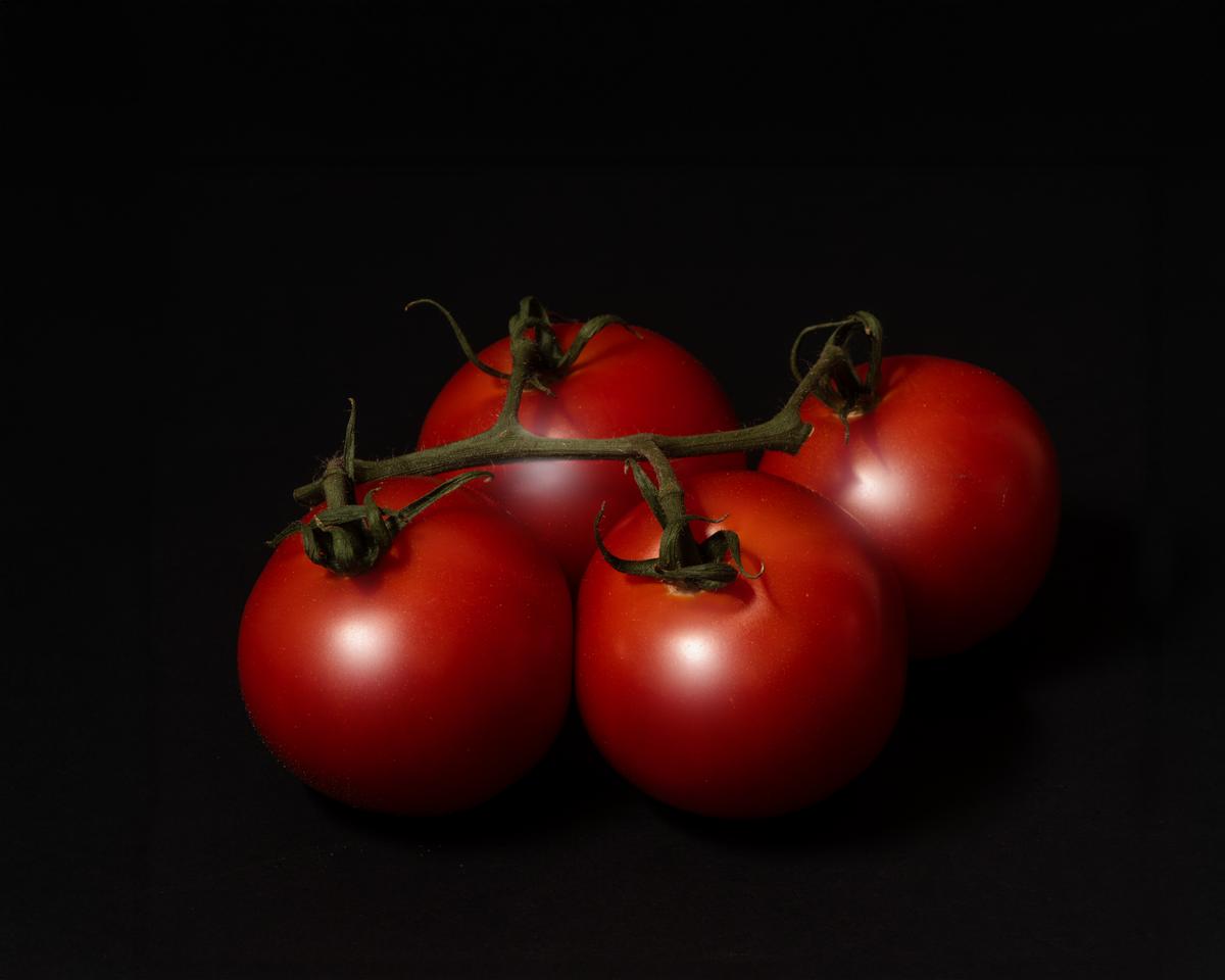 Tomato harvest, 2025
