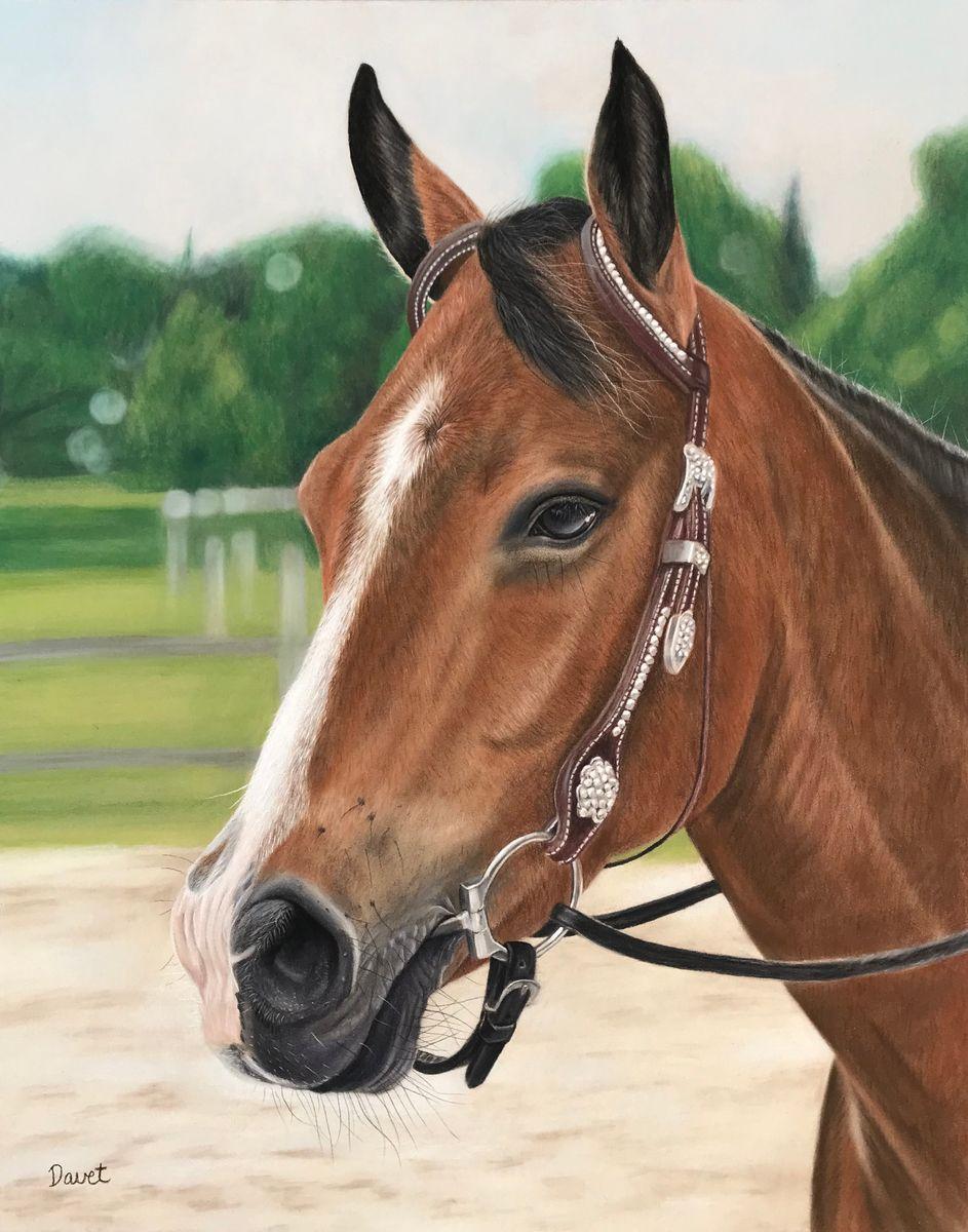 Stanely Horse Portrait