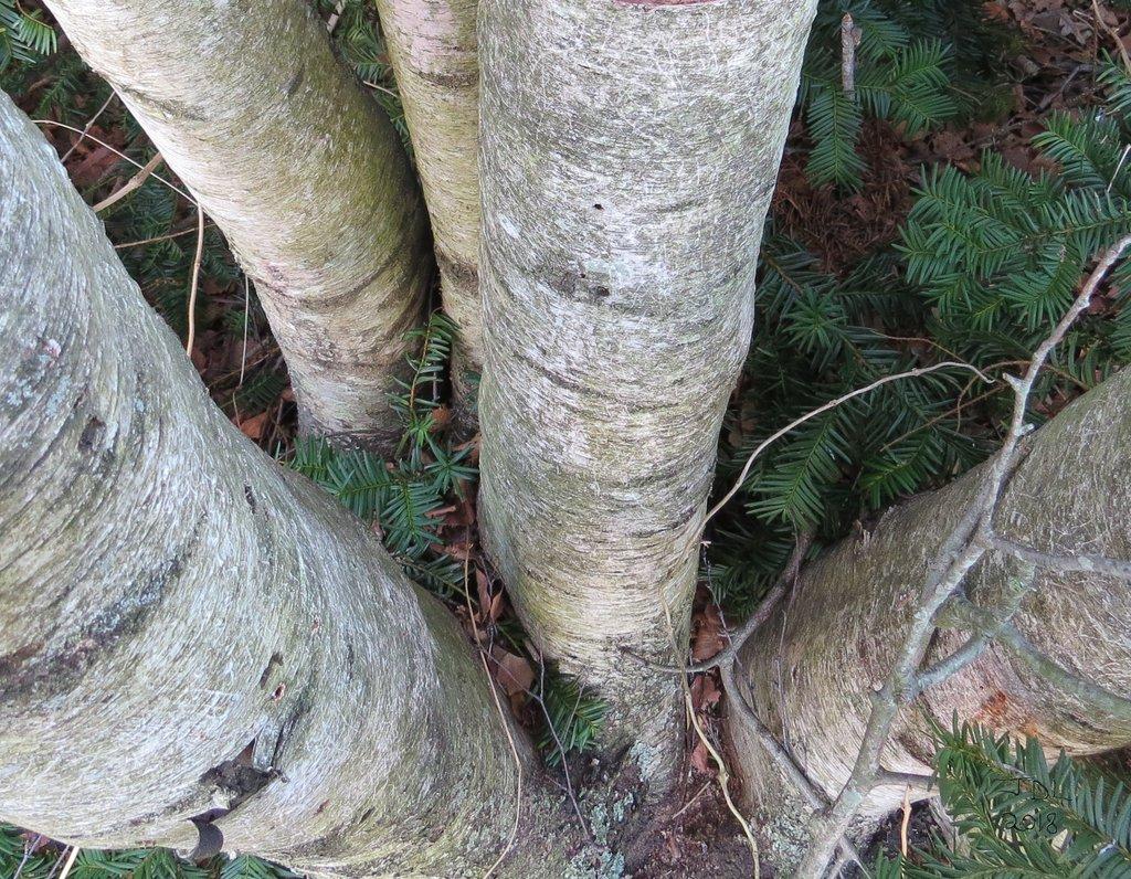 Among the Birches