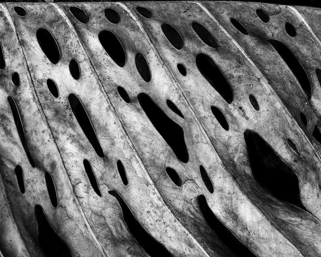 Monstera deliciosa #2, 2025