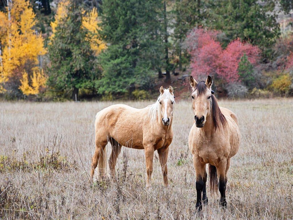 Two horses in a field