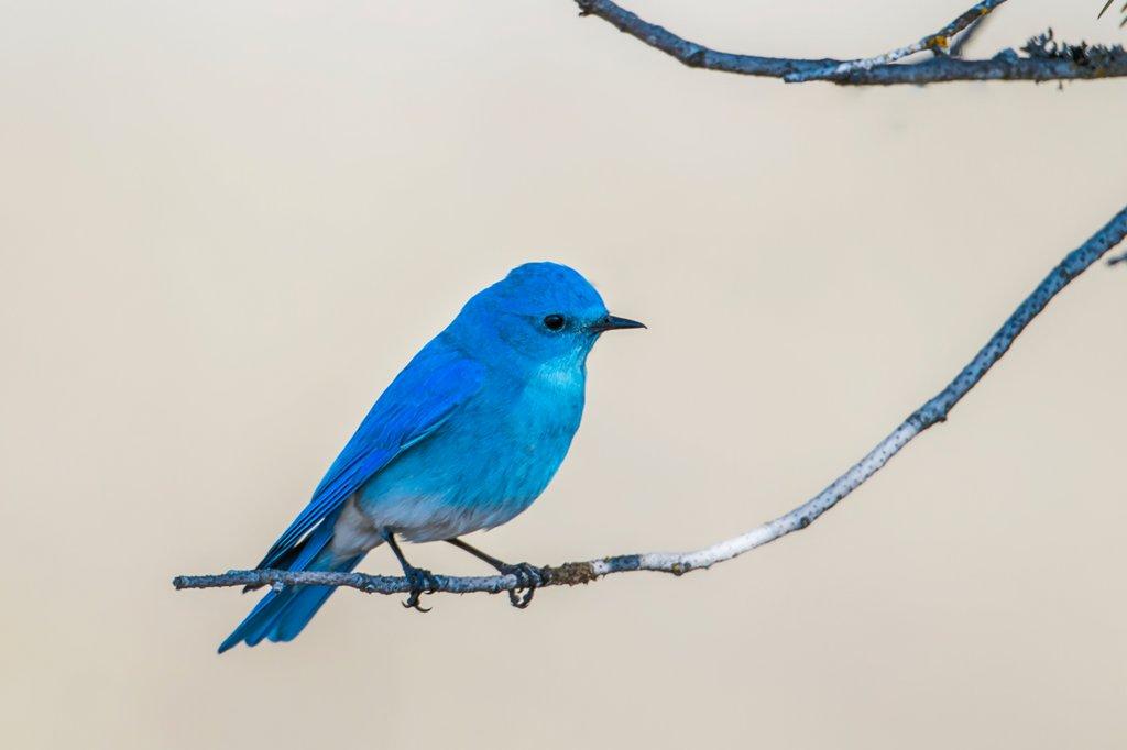 Mountain bluebird perched on twig