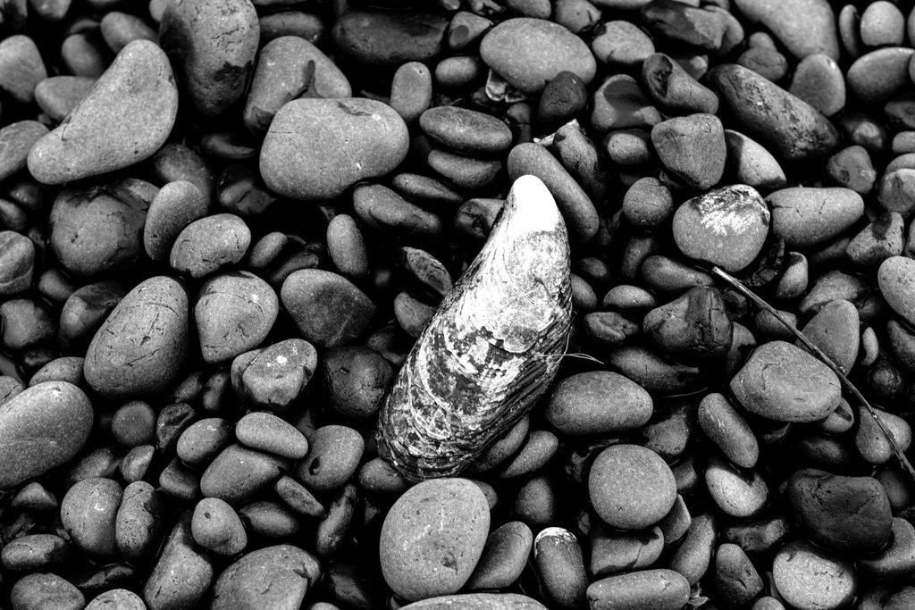Sea shell on rocks