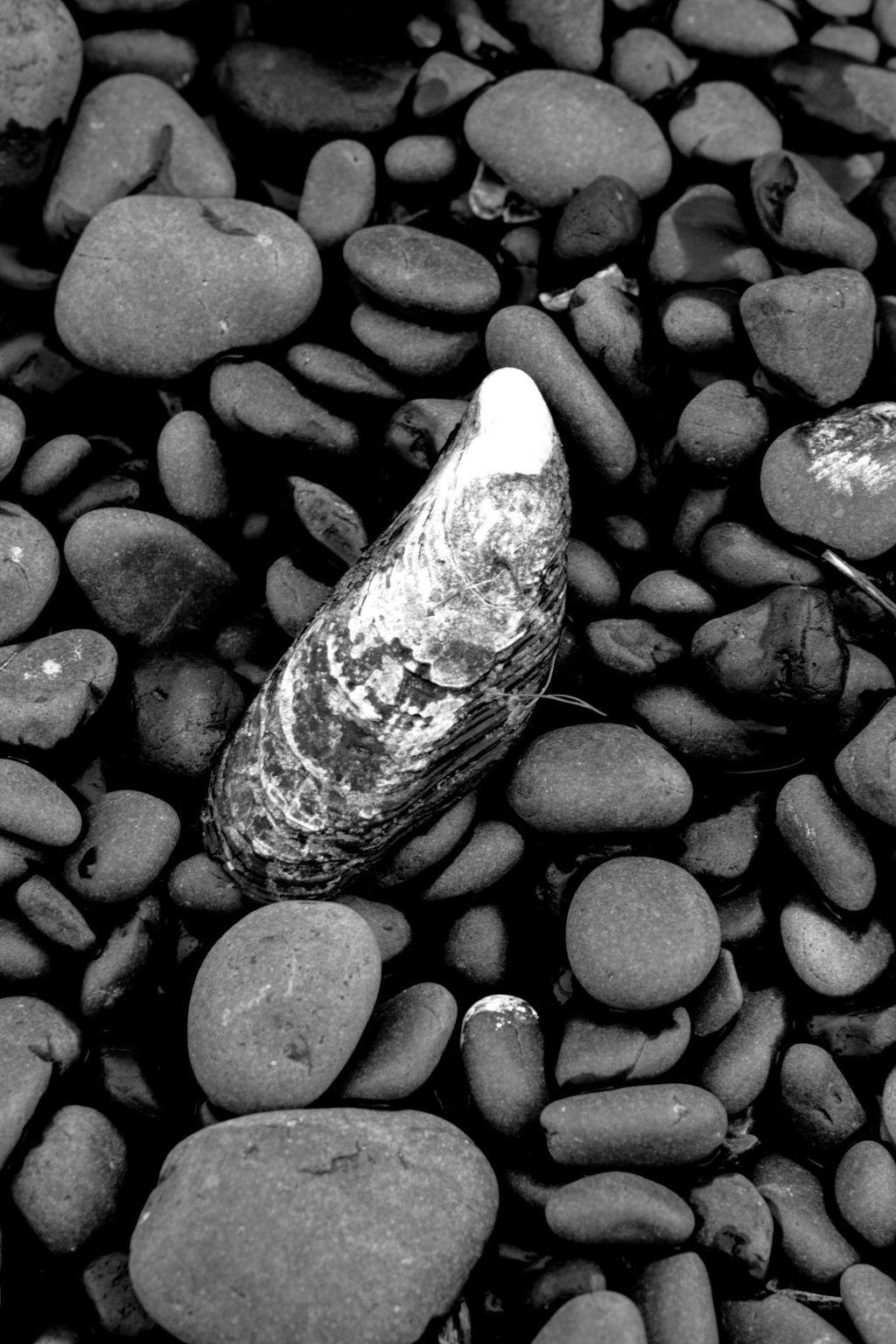 Mussel shell on rocks
