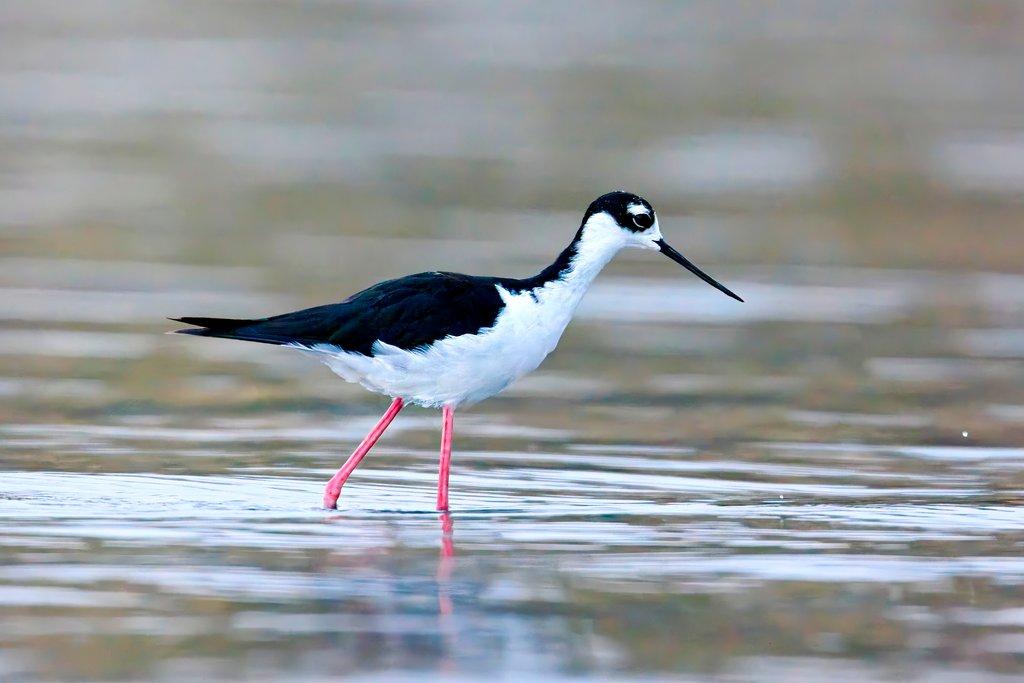 Black-necked stilt walking in water