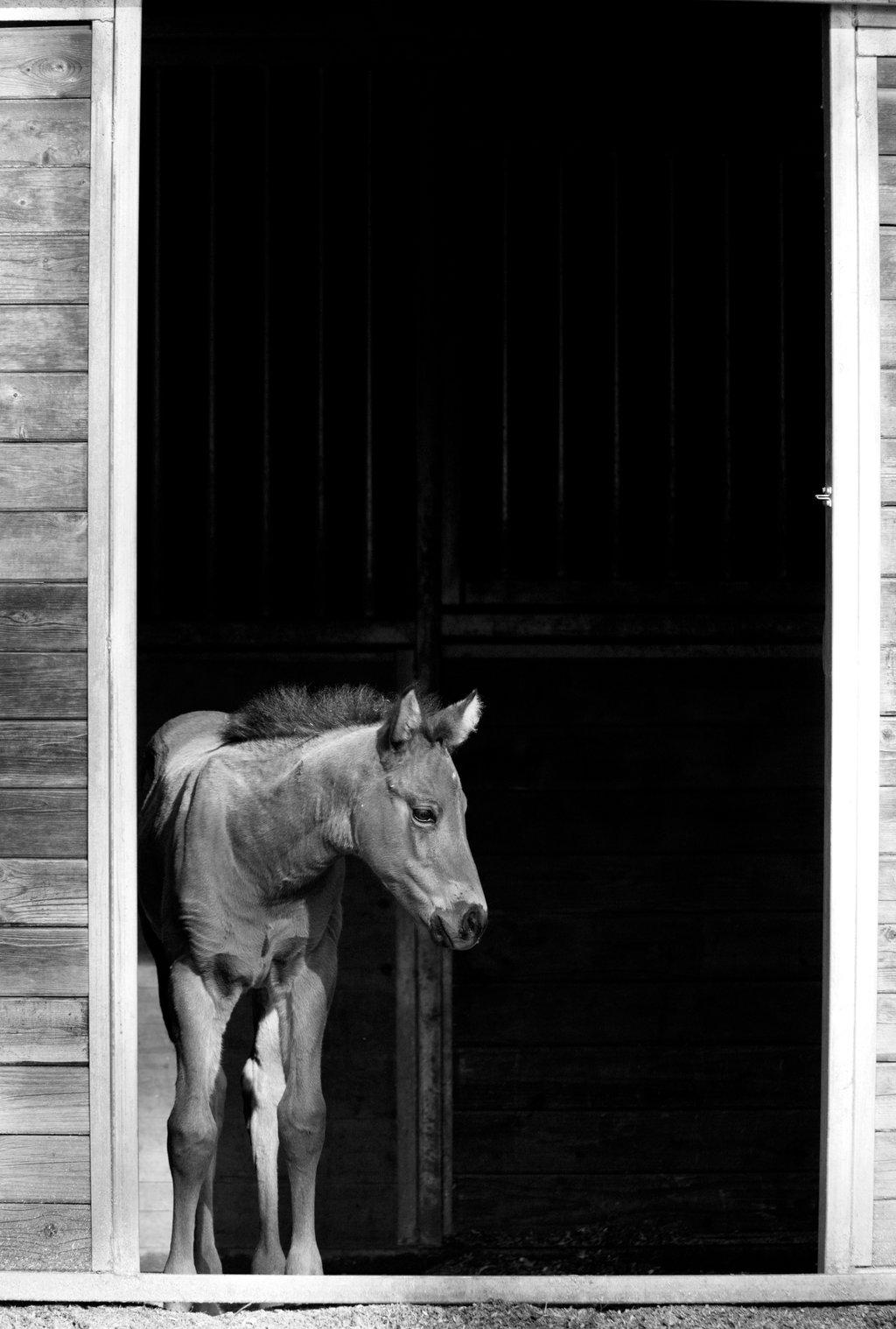 Colt waits by the barn door