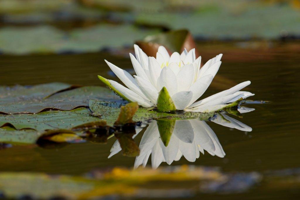 Reflection of a white water lily