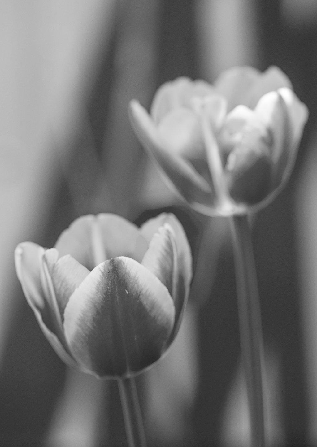 Two tulips in black and white