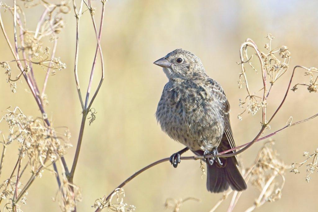 Small sparrow perched on a branch