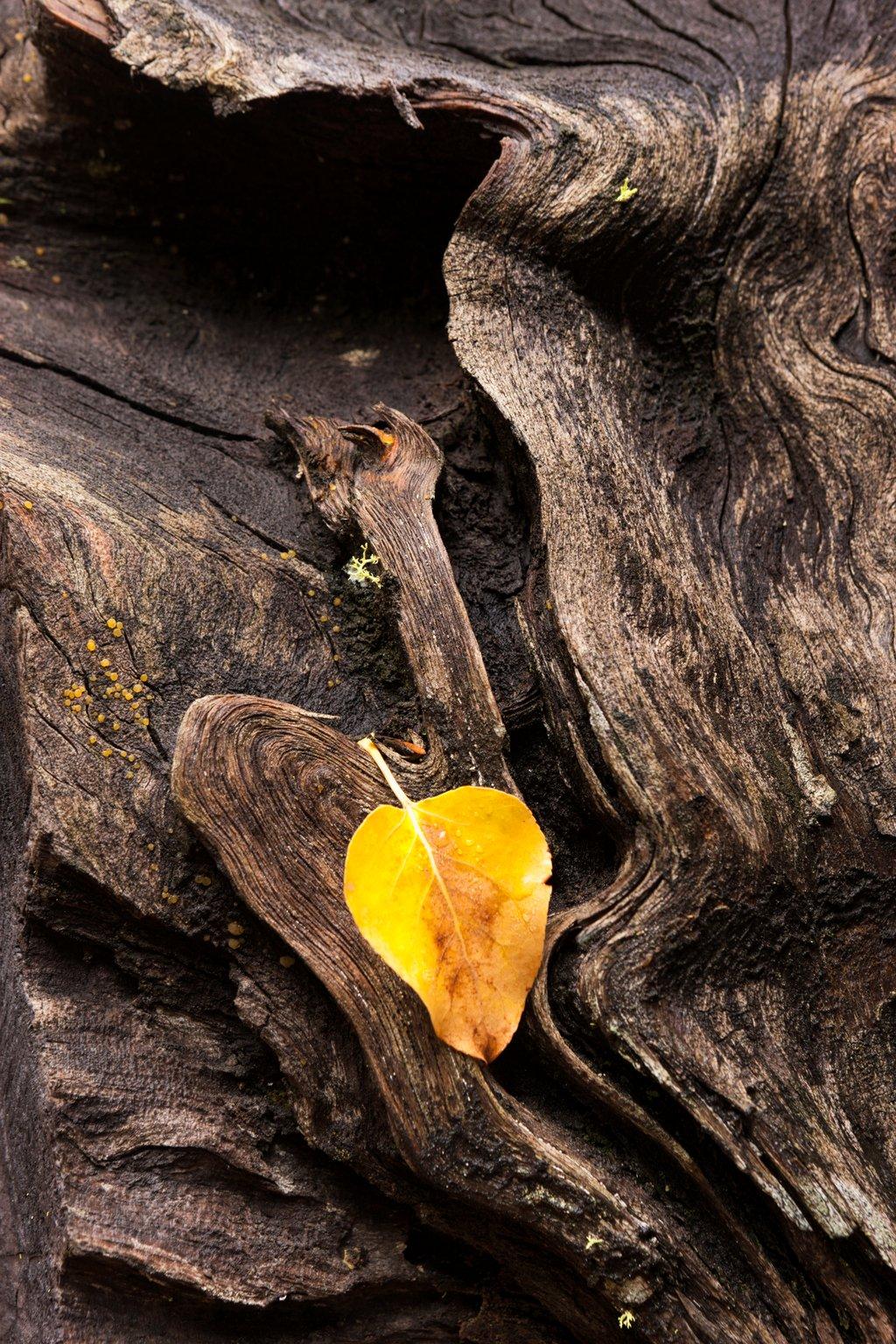 Weathered log and leaf