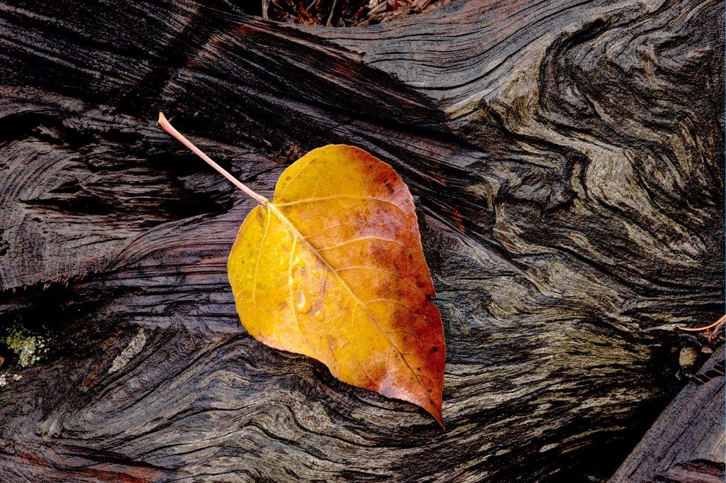 Yellow leaf on log