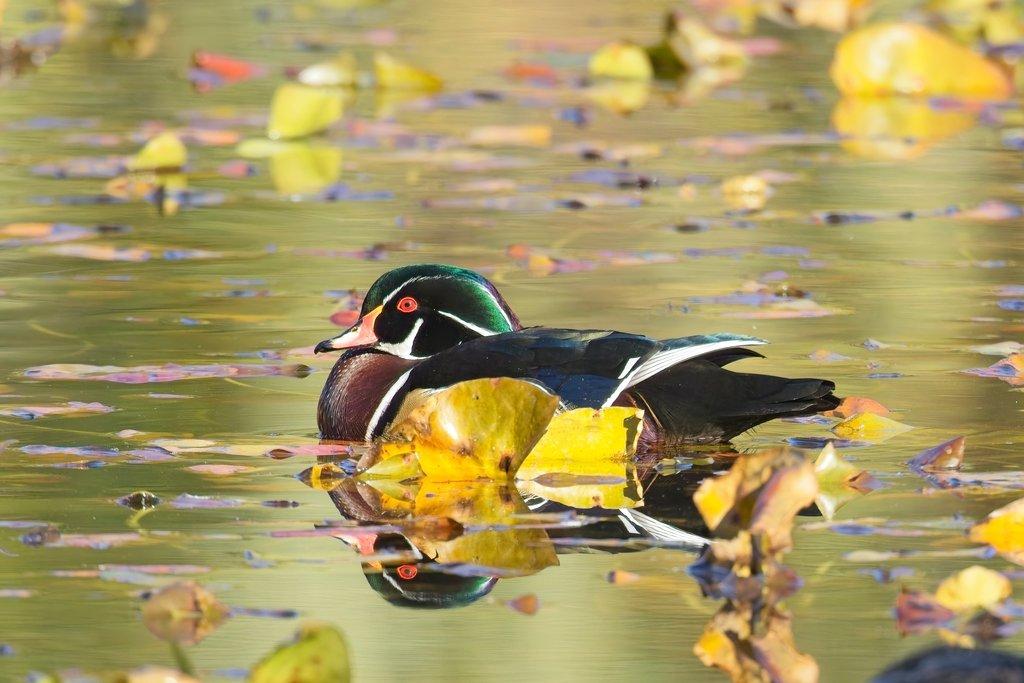 Male wood duck in a still pond