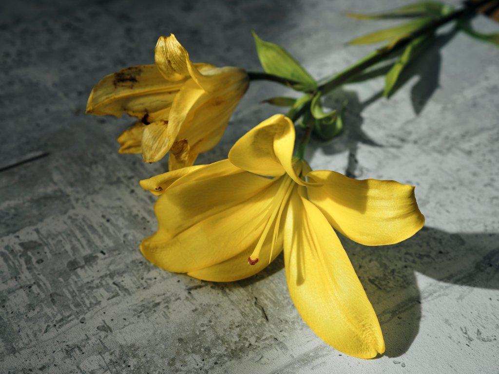 Close up studio photo of yellow lilies