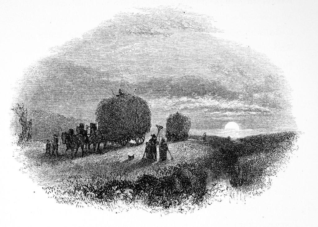 Acadian Late Day Hay Gathering