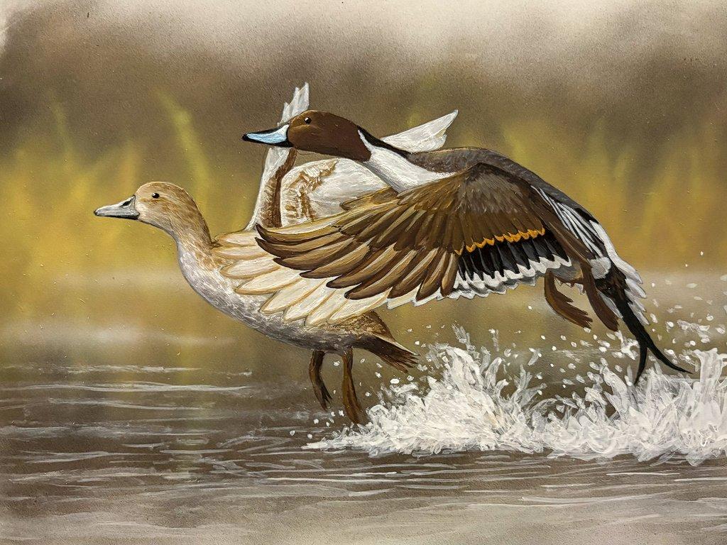 Pintail Takeoff