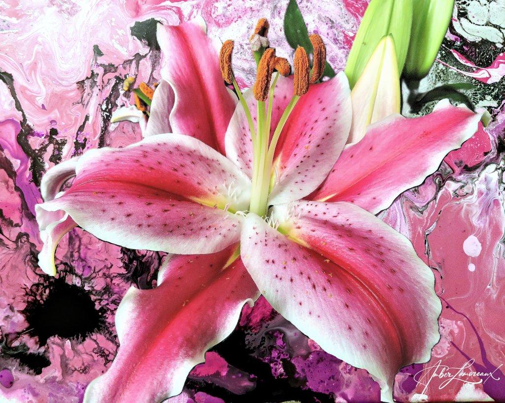 Pink Lily Fantasy