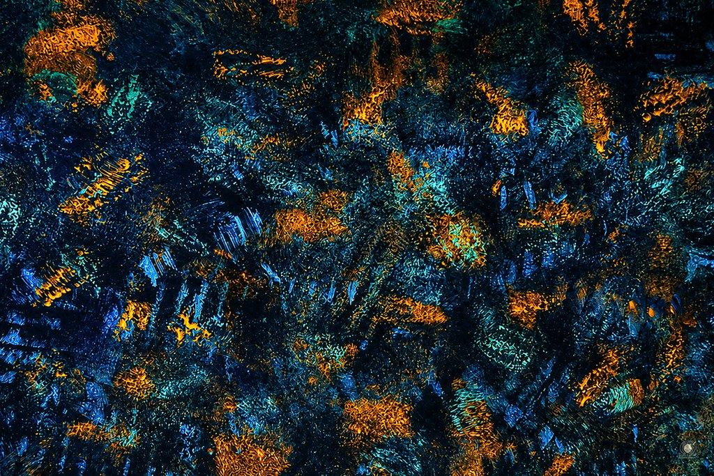 Jellyfish Symphony