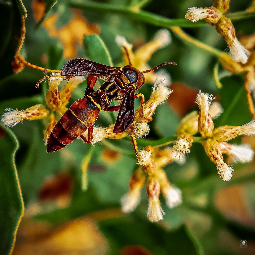 Paperwasp