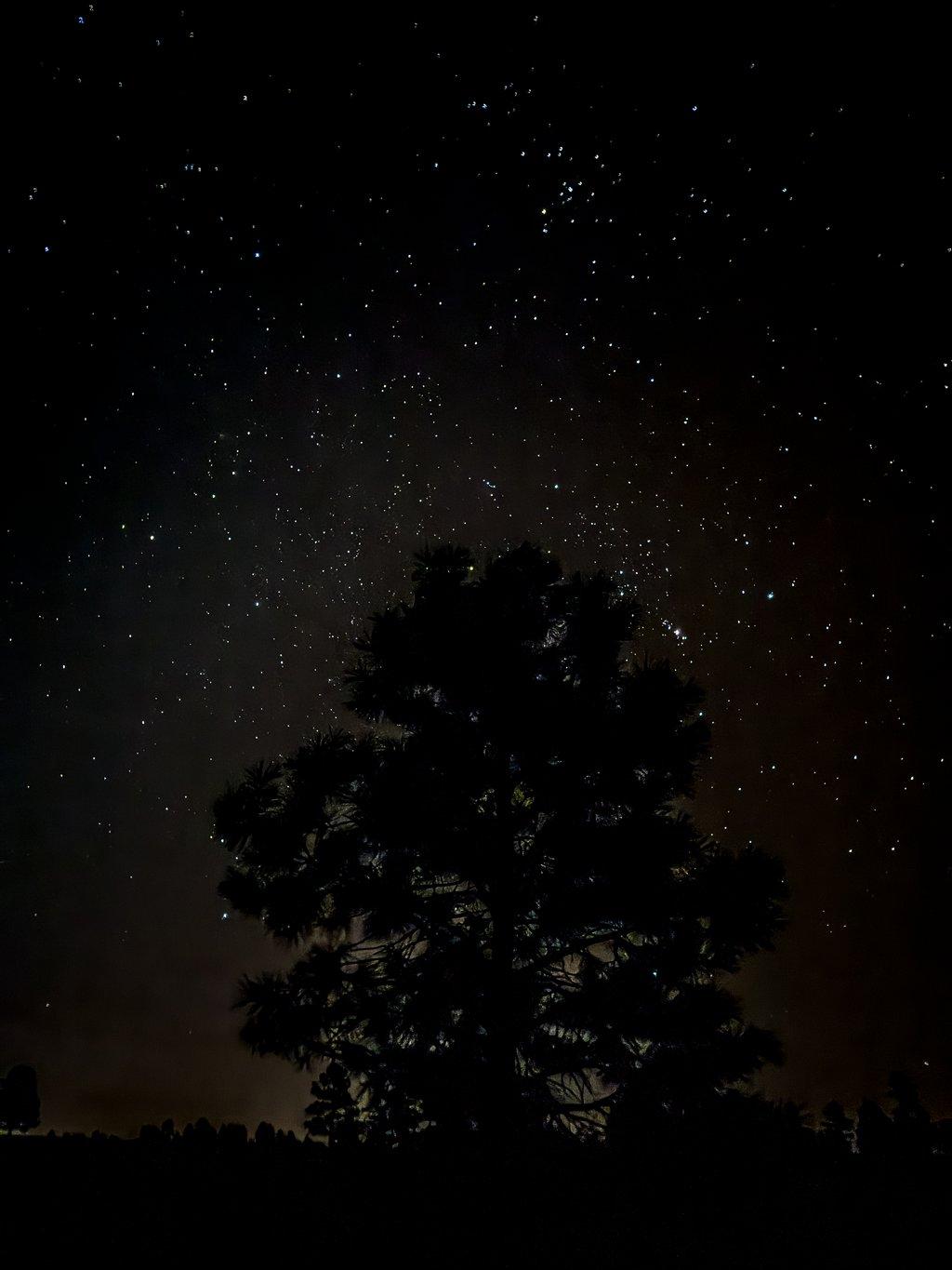 Star Lit Tree