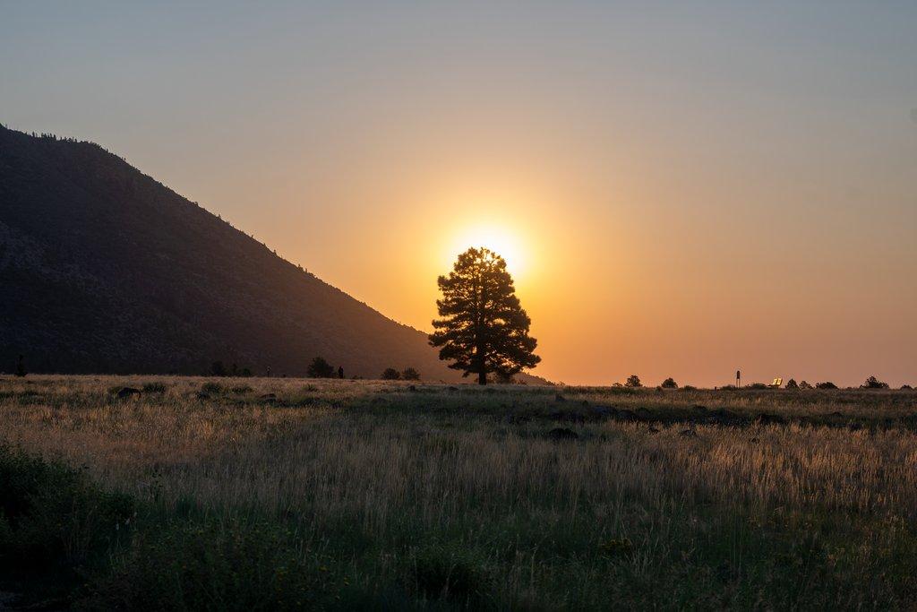 Sunrise Tree