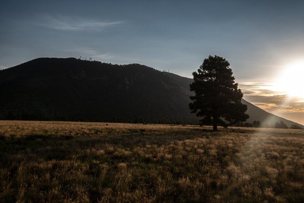 The Right Tree