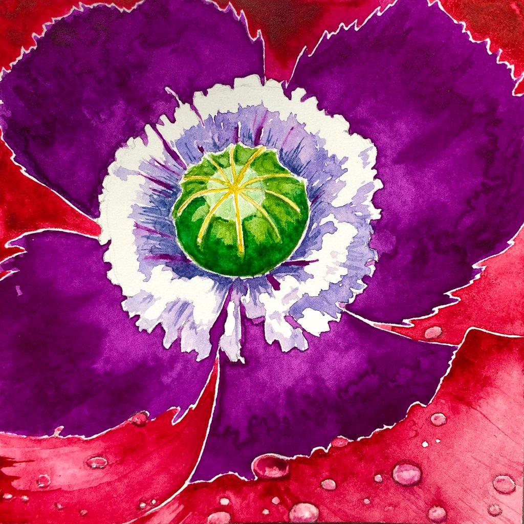 Giant Poppy with Dew