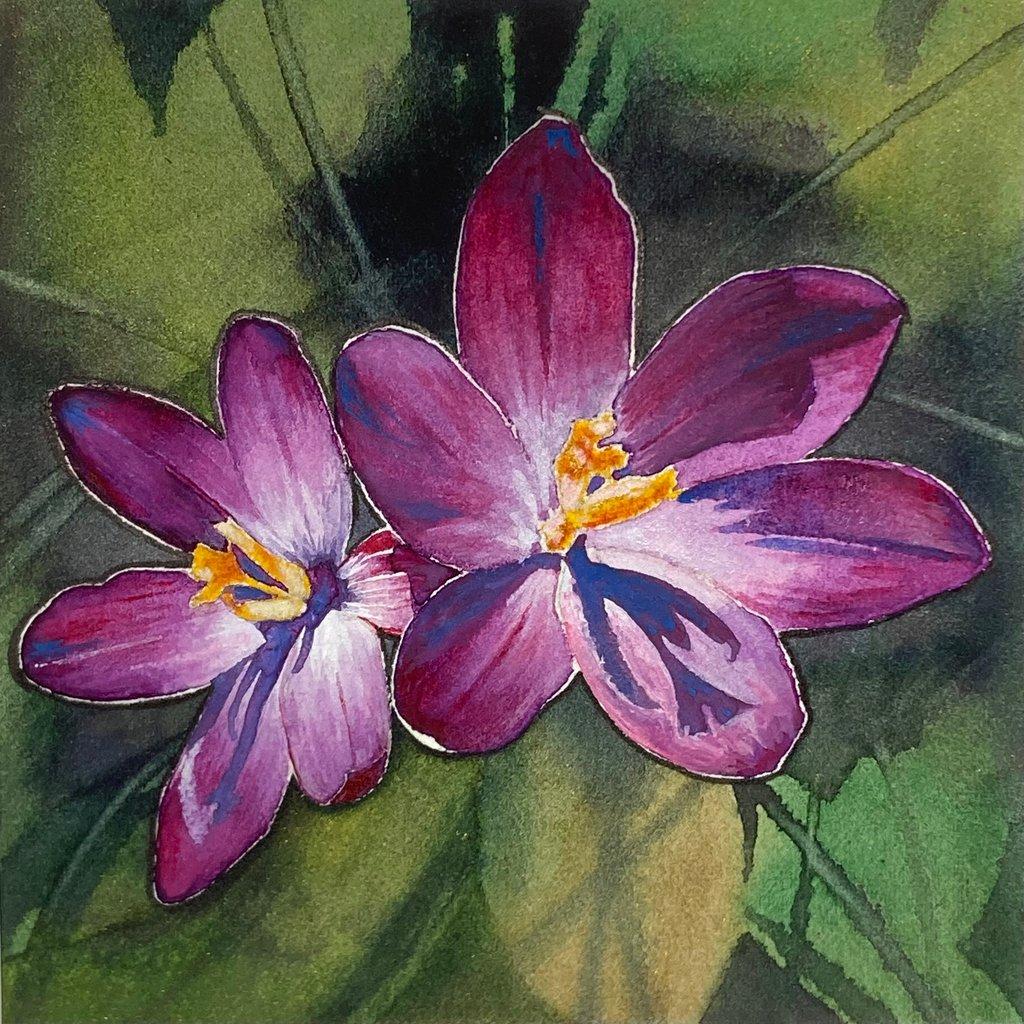 Bursting Crocuses