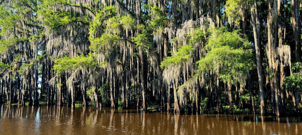 "Bayou"