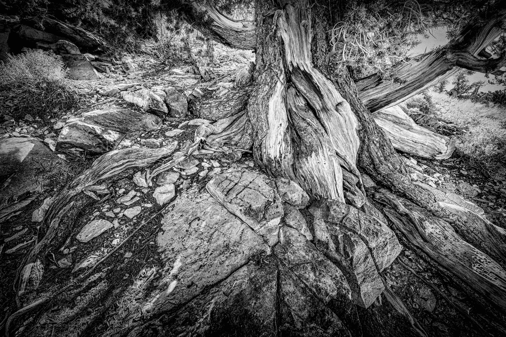 Ancient Roots at Schulman Grove