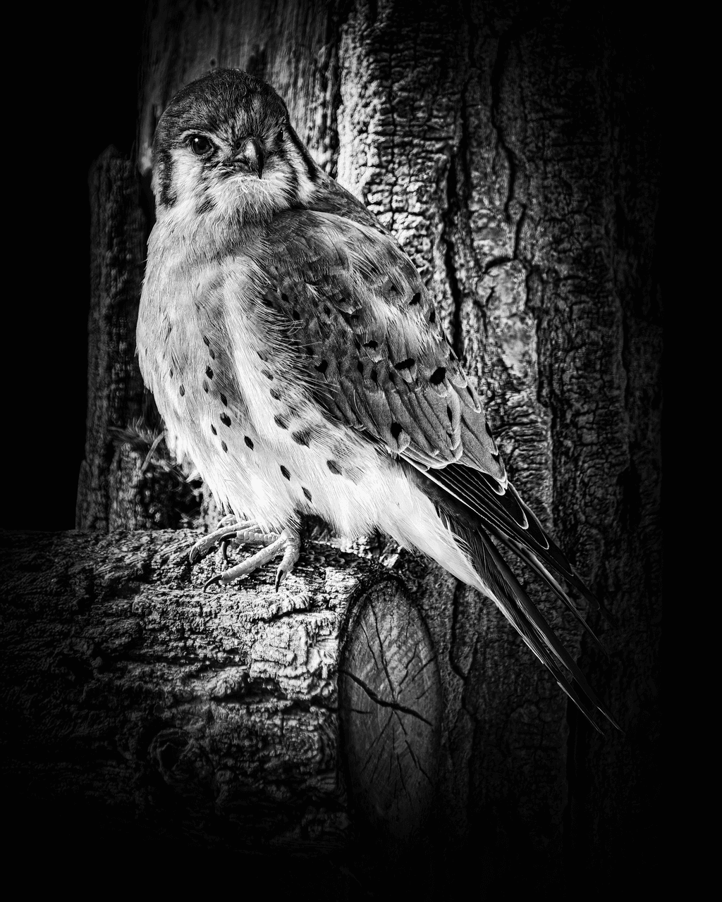 American Kestrel in Monochrome