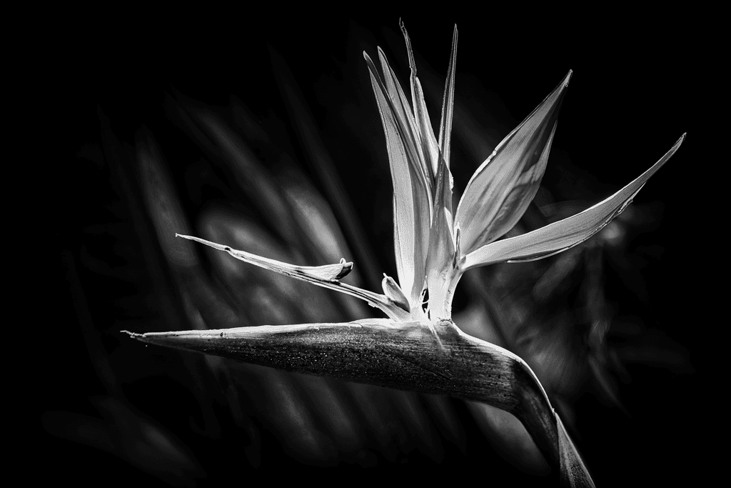 Bird of Paradise in Monochrome