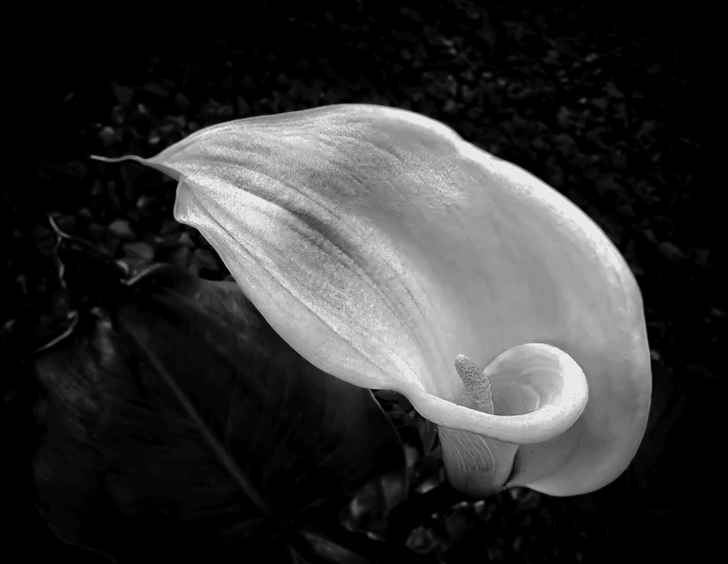 Monochrome Elegance: The Sculptural Calla Lily