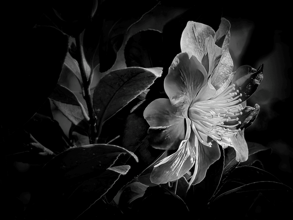 Luminous Camellia: A Study in Floral Radiance