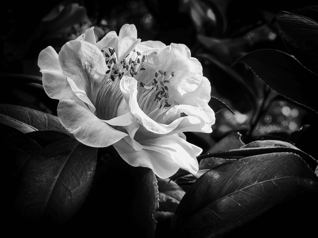 Tonal Ascent: The Camellia Rising