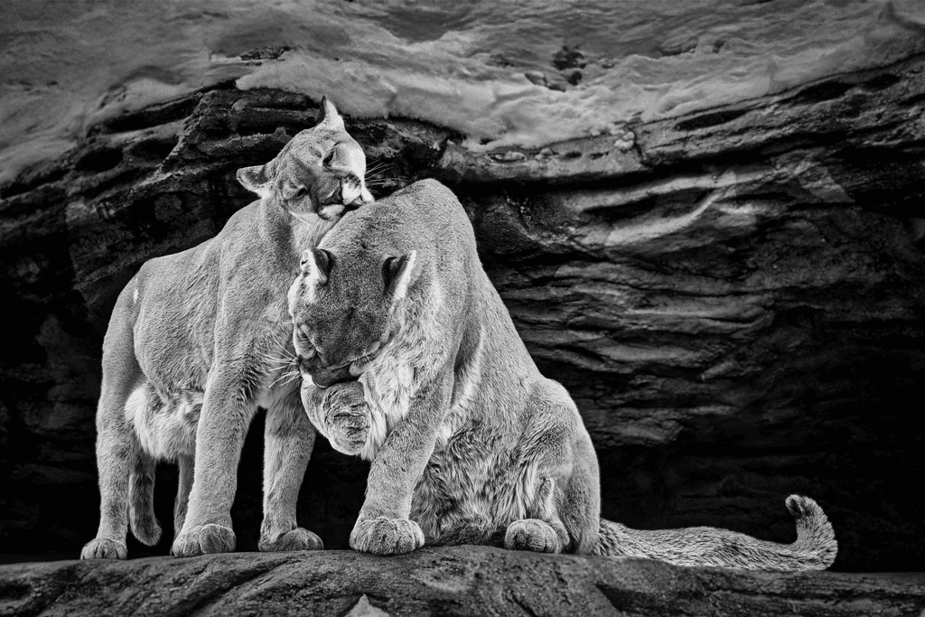 Grooming Mountain Lions in the High Desert