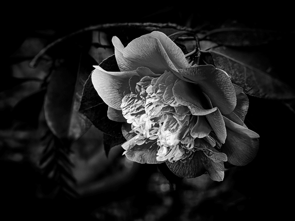 Midnight Bloom: The Shaded Garden Camellia
