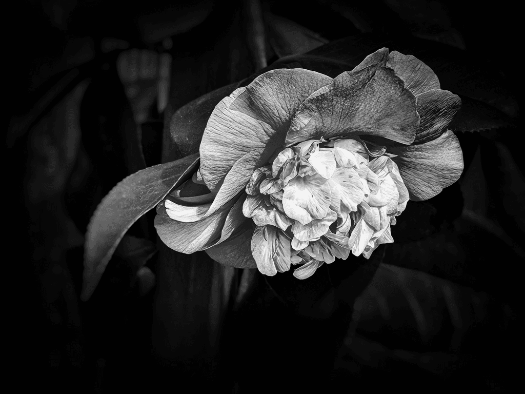 Floral Depth: The Gazing Camellia