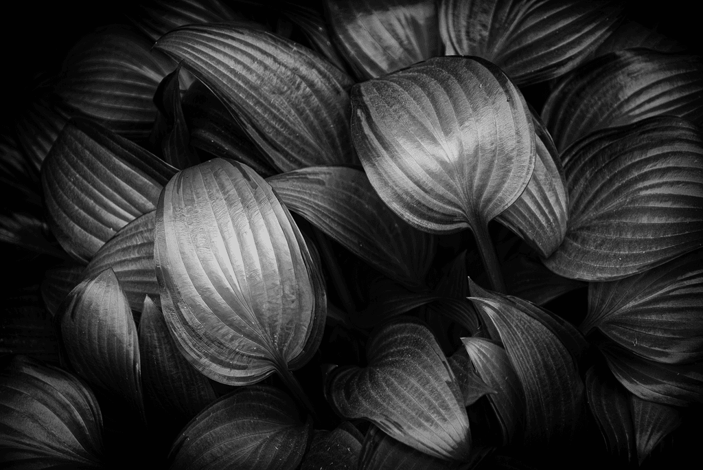 Serene Shadows: Hosta Foliage