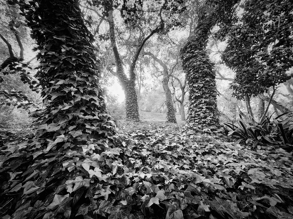 The Evergreen Embrace