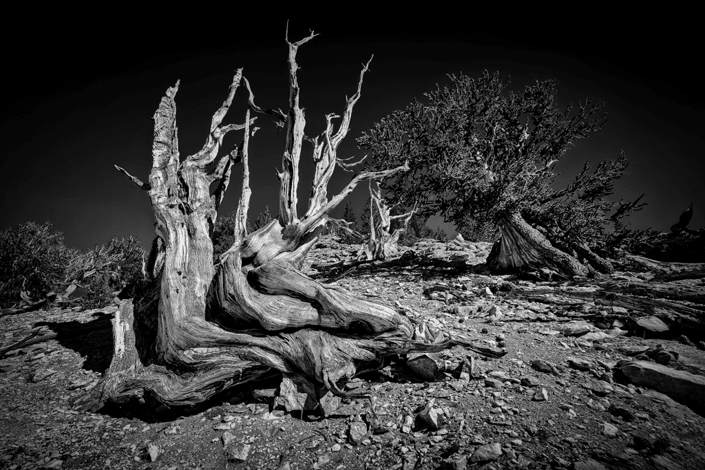 The Ancient Bristlecone Pines