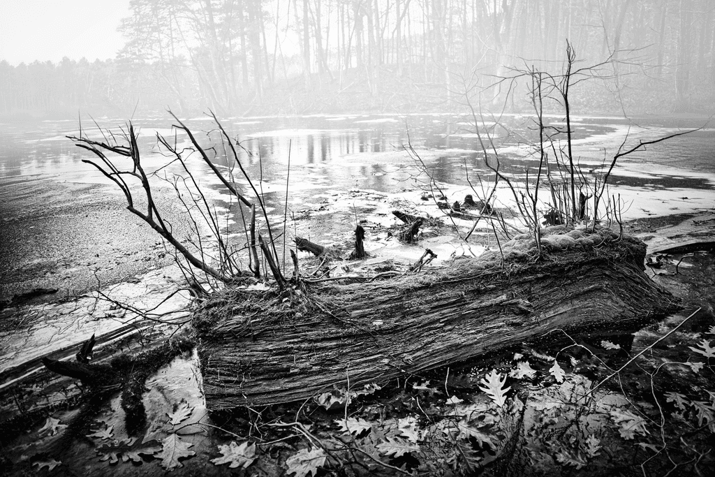 The Icy Lake and Pine Forest