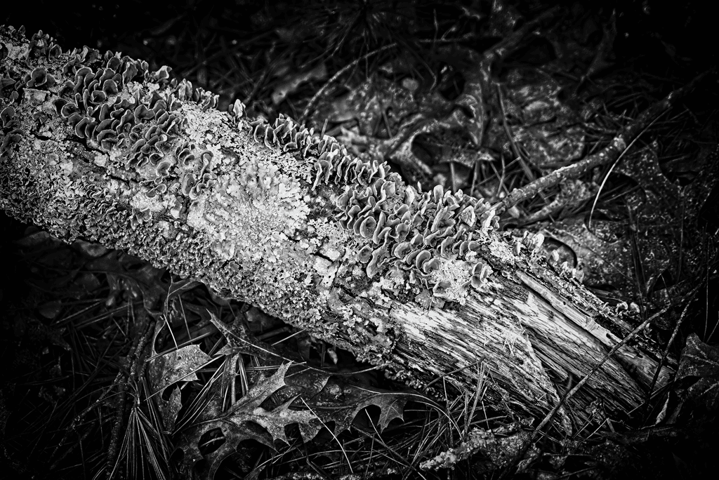 Lichen and Bracket Fungi on a Forest Log