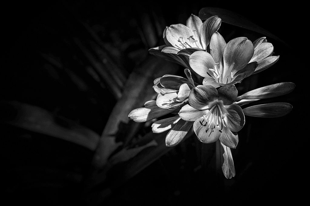 Natal Lily in Monochrome