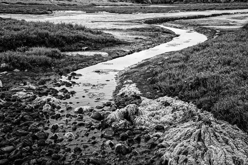 Carpenteria Salt Marsh