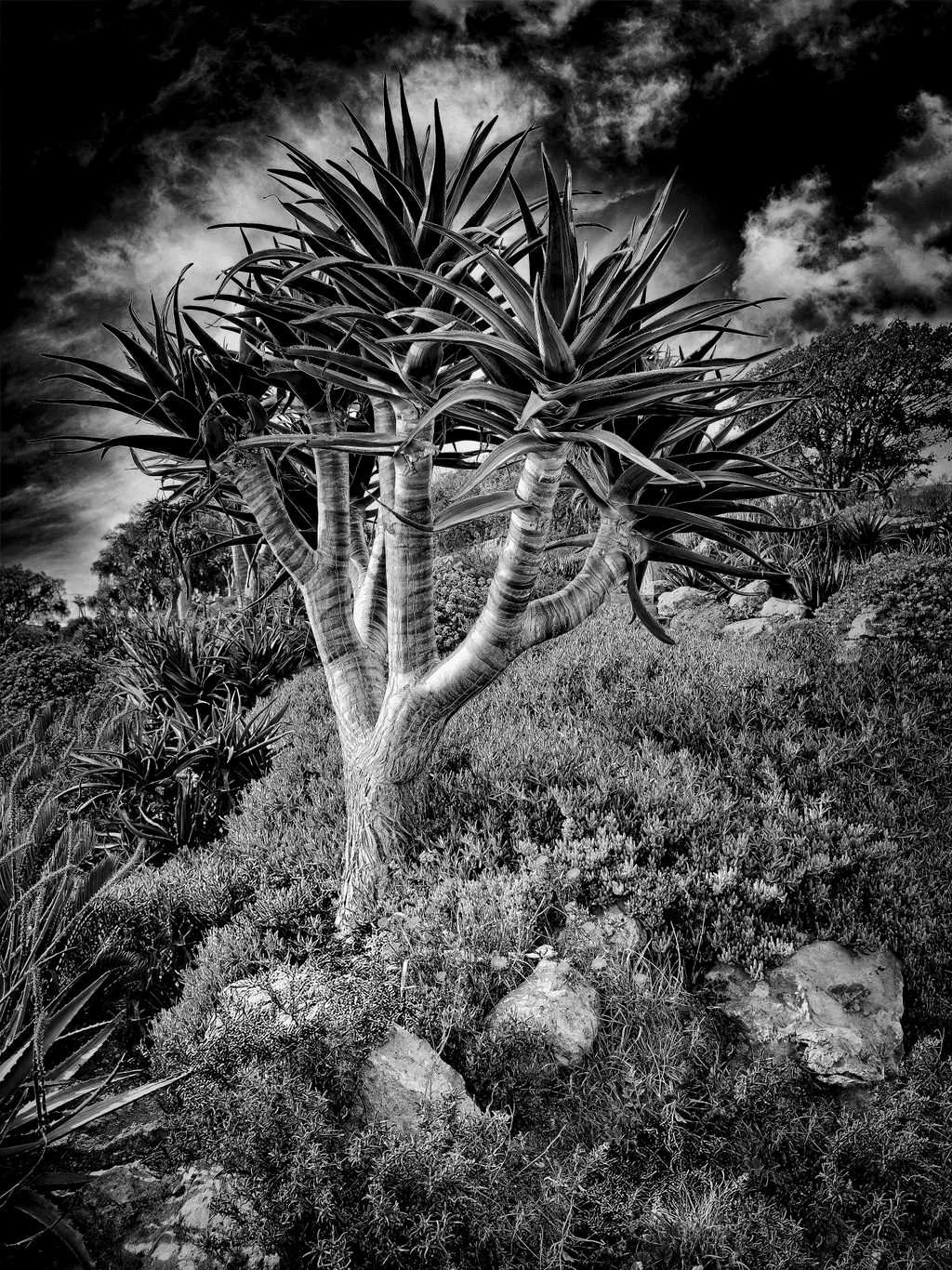 The Quiver Tree on the Pacific Coast