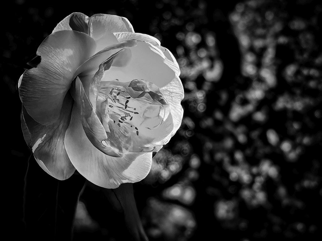 Luminous Echo: The Sidelit Camellia