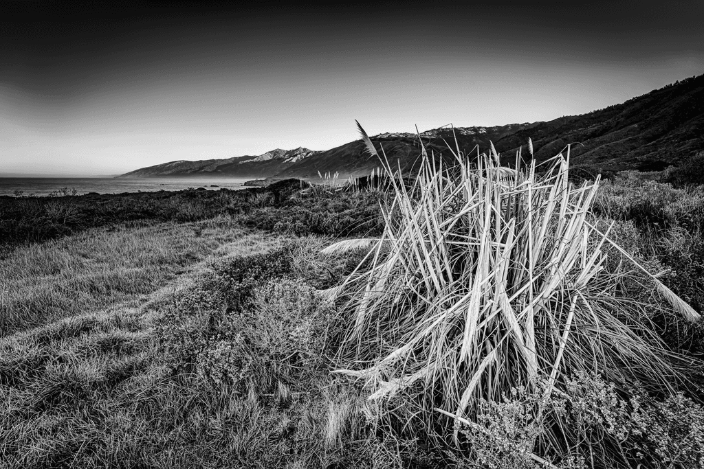 Pampas Grass at Big Sur