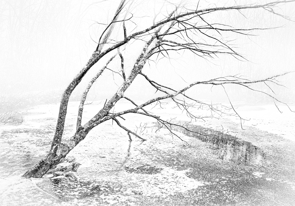 Winter’s Reach over the Frozen Pond