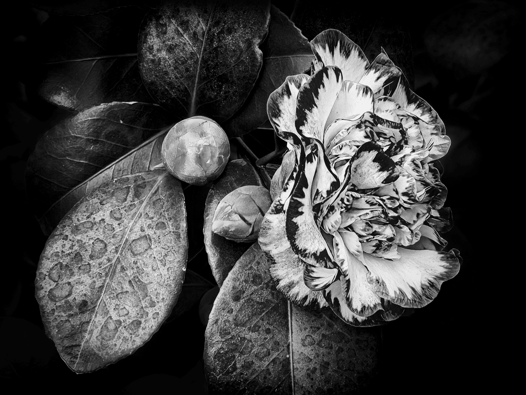The Variegated Camellia in Monochrome