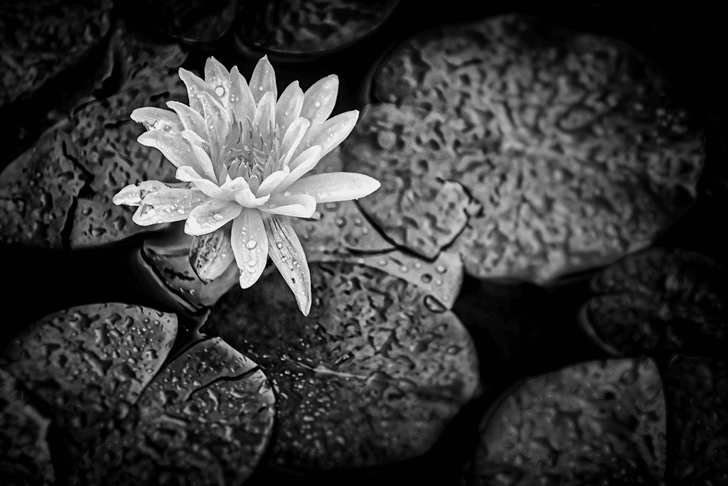 Monochromatic Water Lily in Rain